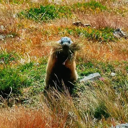 別荘 Klausenberg Hausberg - Gaestehaus Am Maibaum